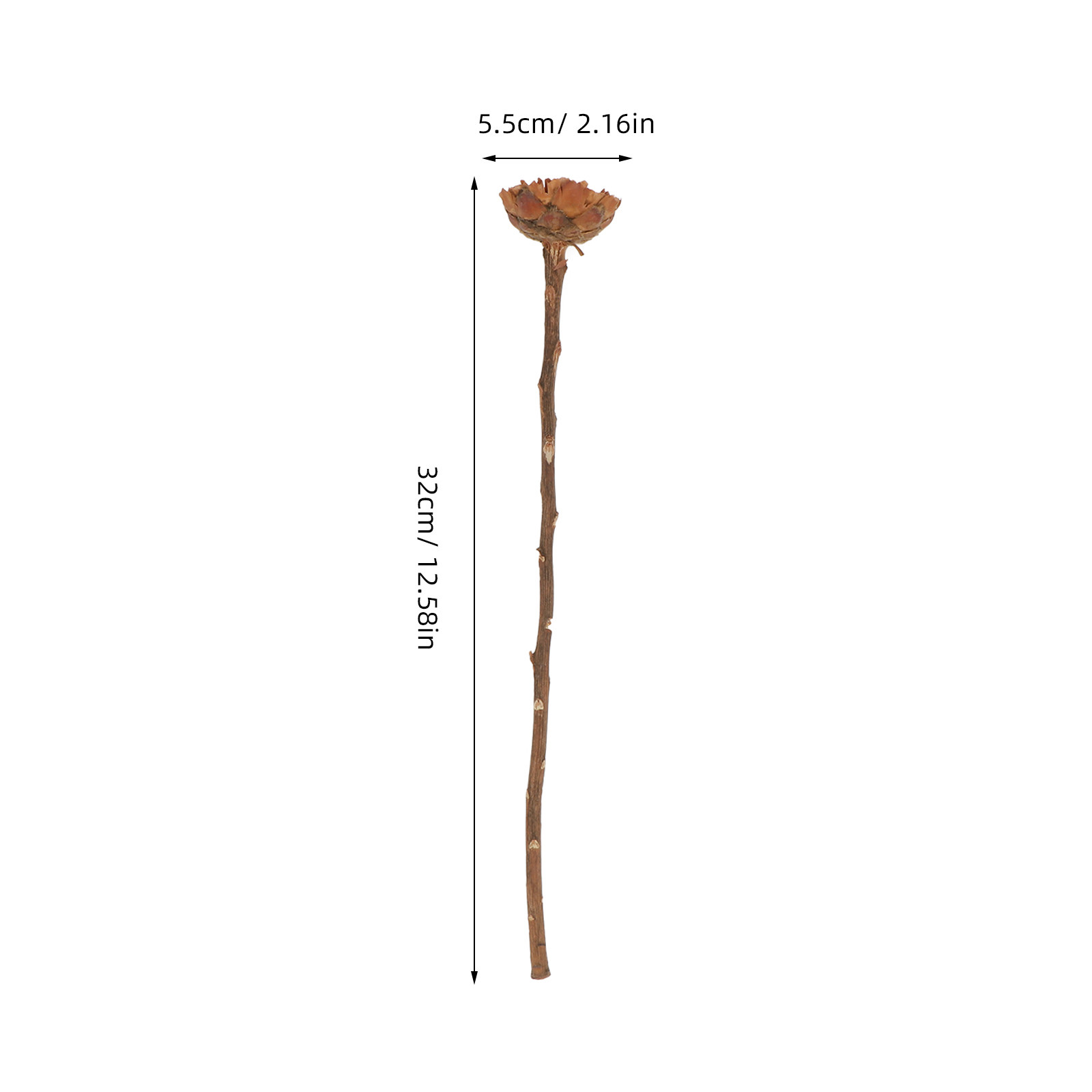 5 stuks geïmporteerd gedroogd  - Lighting Decor Photos recensie en prijs